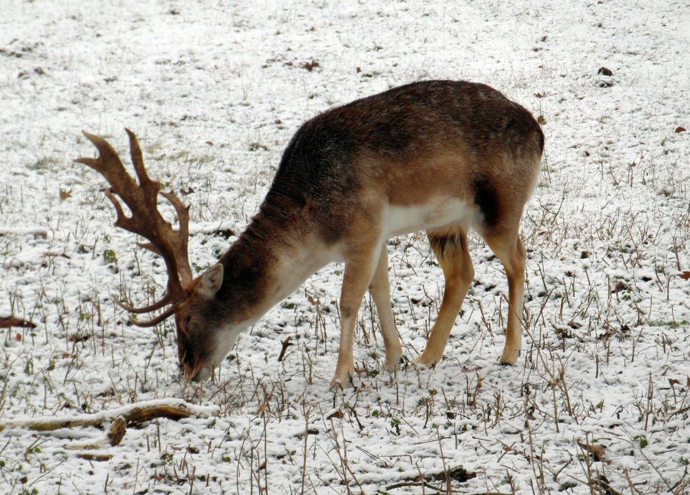 10 Reasons Why Winter Is The Best Season for Hunting